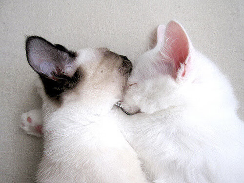 西甲联赛中出现多场平局,竞争更激烈,西甲联赛新规定