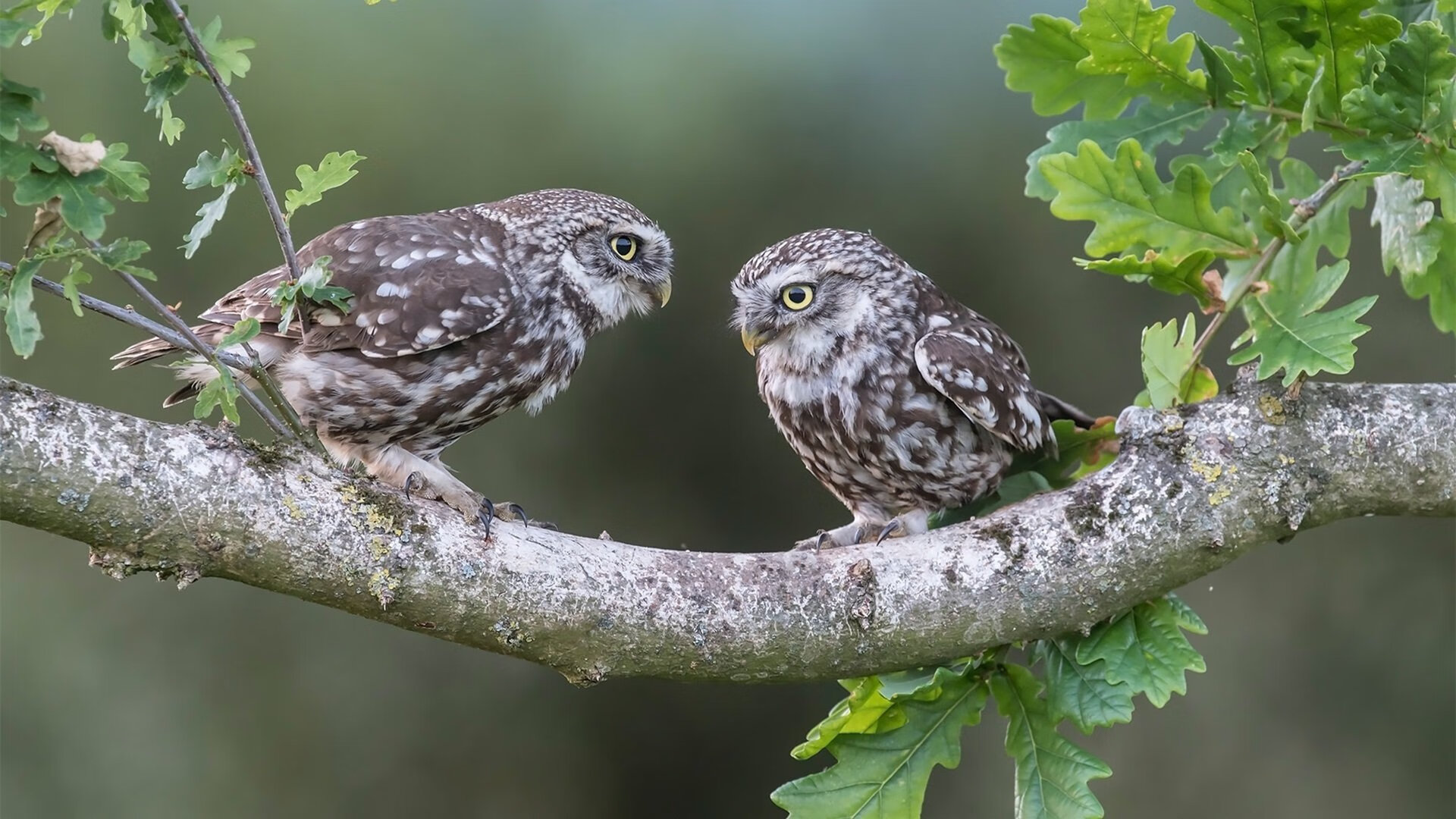 迈阿密热火“铁血防守”碾压对手,季后赛信心满满!,迈阿密热火百科