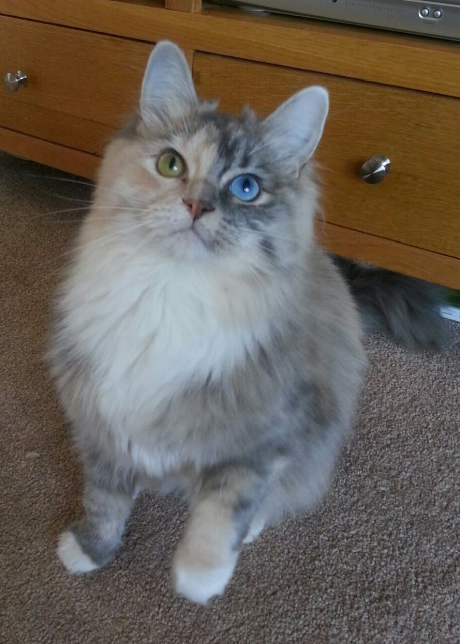 青年篮球明星比赛中展现超凡天赋,青年篮球运动员