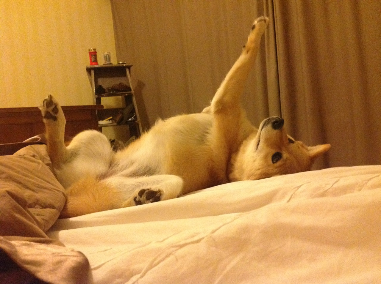 青训系统标准逐步完善,建设高水平足球人才培养基地成为行业重点