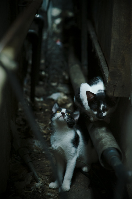 开云平台-佩纳罗尔射手赛季最佳表现，佩纳罗尔vs巴拉纳竞技