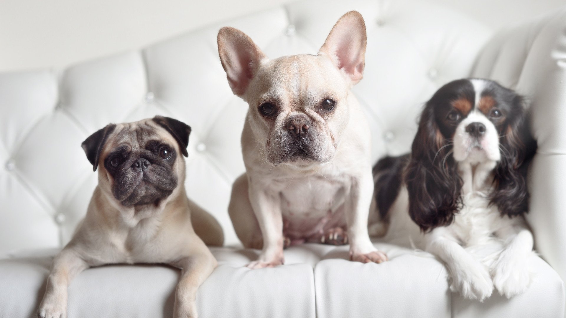 开云体育下载入口-国内职业足球联赛赛程密集，球队备战准备充足，中国足球职业联赛正式开始