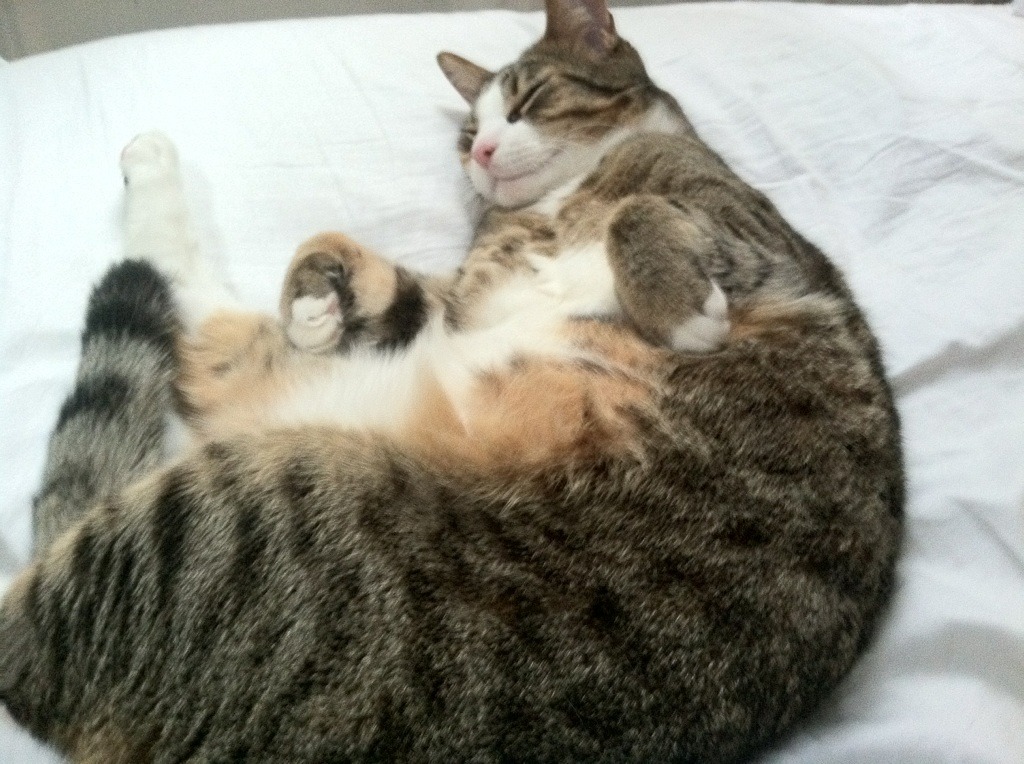 圣埃蒂安战平对手,法国联赛积分榜上升,圣埃蒂安对里尔比分