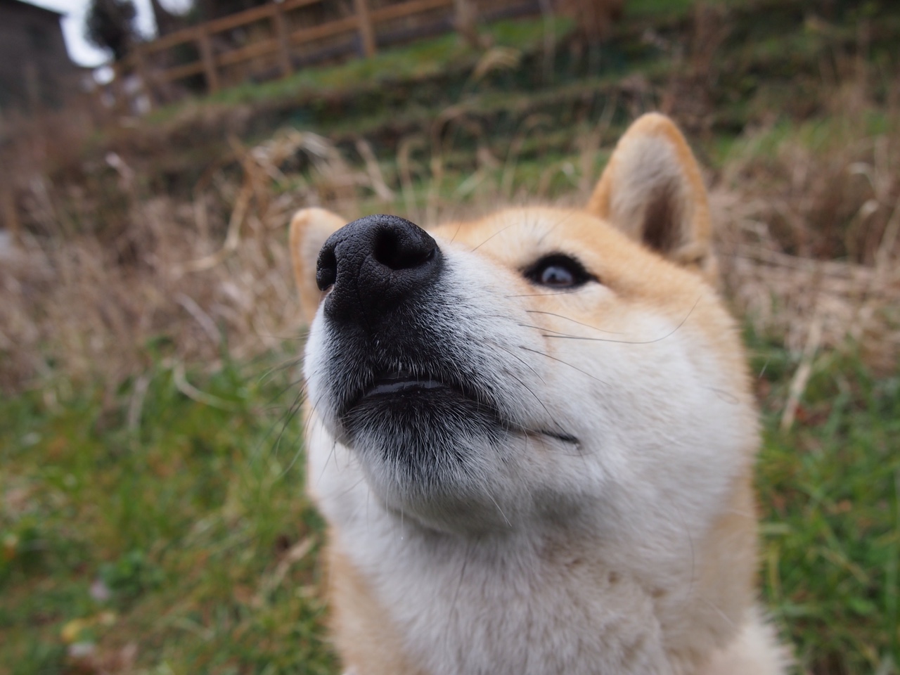 拜仁慕尼黑主场3-0战胜多特蒙德,巩固榜首位置,拜仁慕尼黑对多特