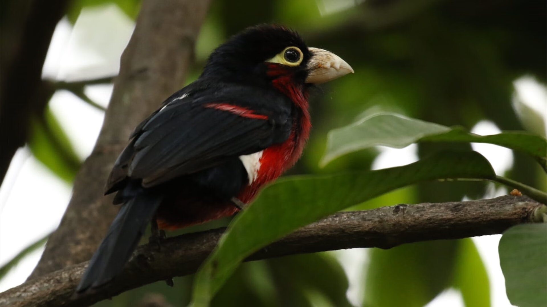 摩洛哥队晋级非洲杯四强,创造历史,摩洛哥队晋级非洲杯四强,创造历史奇迹