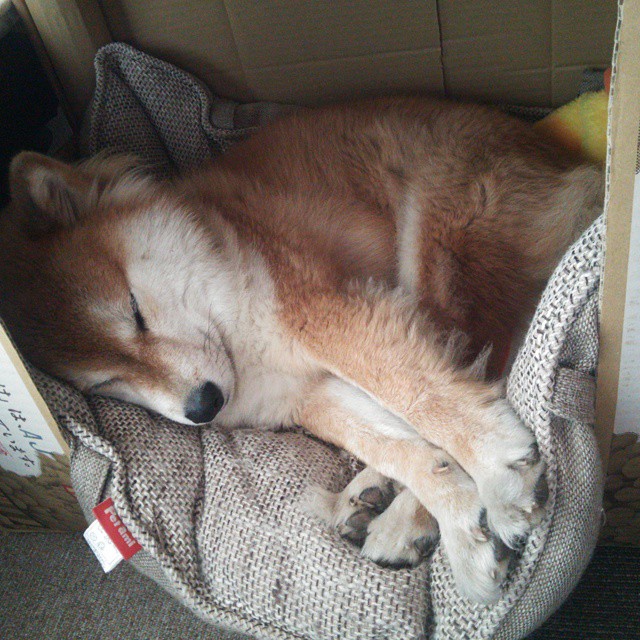 世界青少年趣味竞速赛青春活力无限,舞动青春,2020ymo世界青少年奥赛