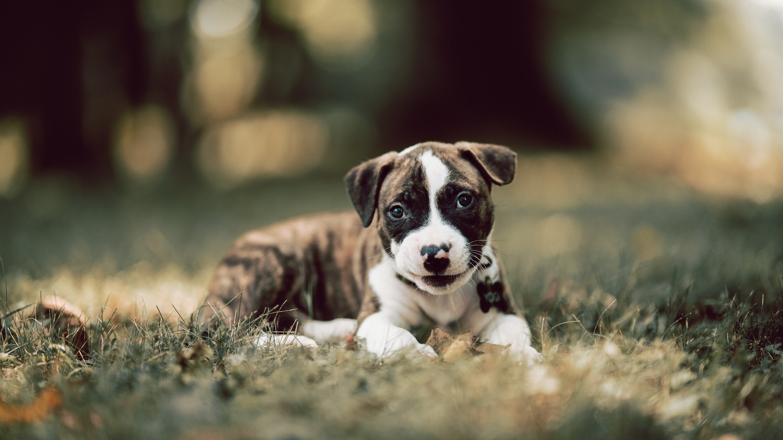 世界高台跳水大奖赛中国队完美发挥,高台跳水比赛