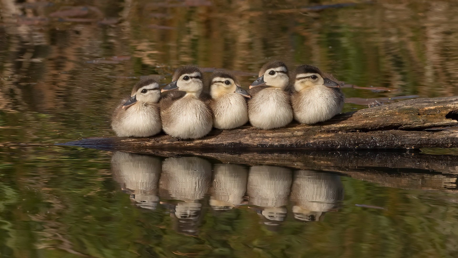 中国篮球联赛数据分析辅助战术制定,中国篮球数据库