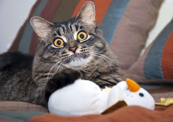 德甲裁判吹罚尺度变化对比赛节奏及犯规趋势影响,足球吹裁判是什么意思