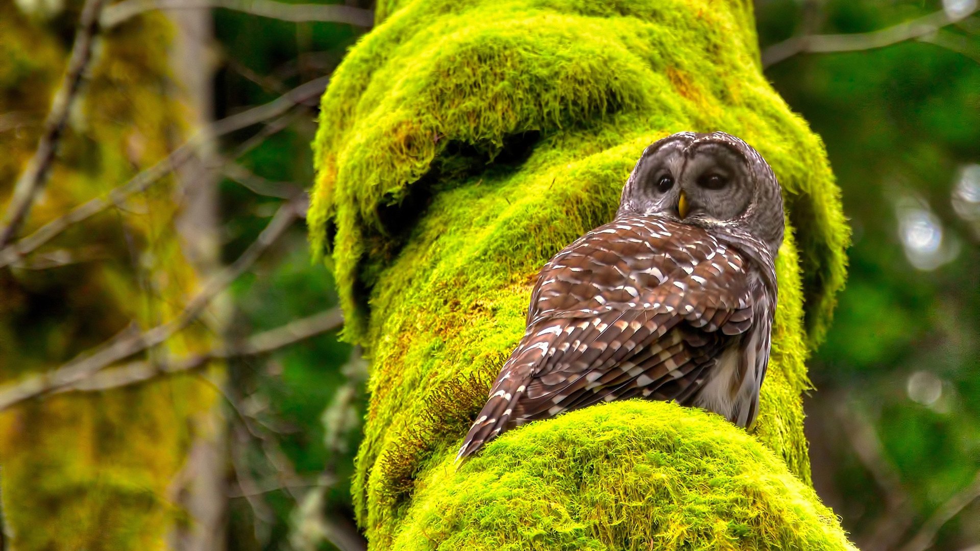 篮球专项技能动作精准度提升技术研究,篮球专项技能展示