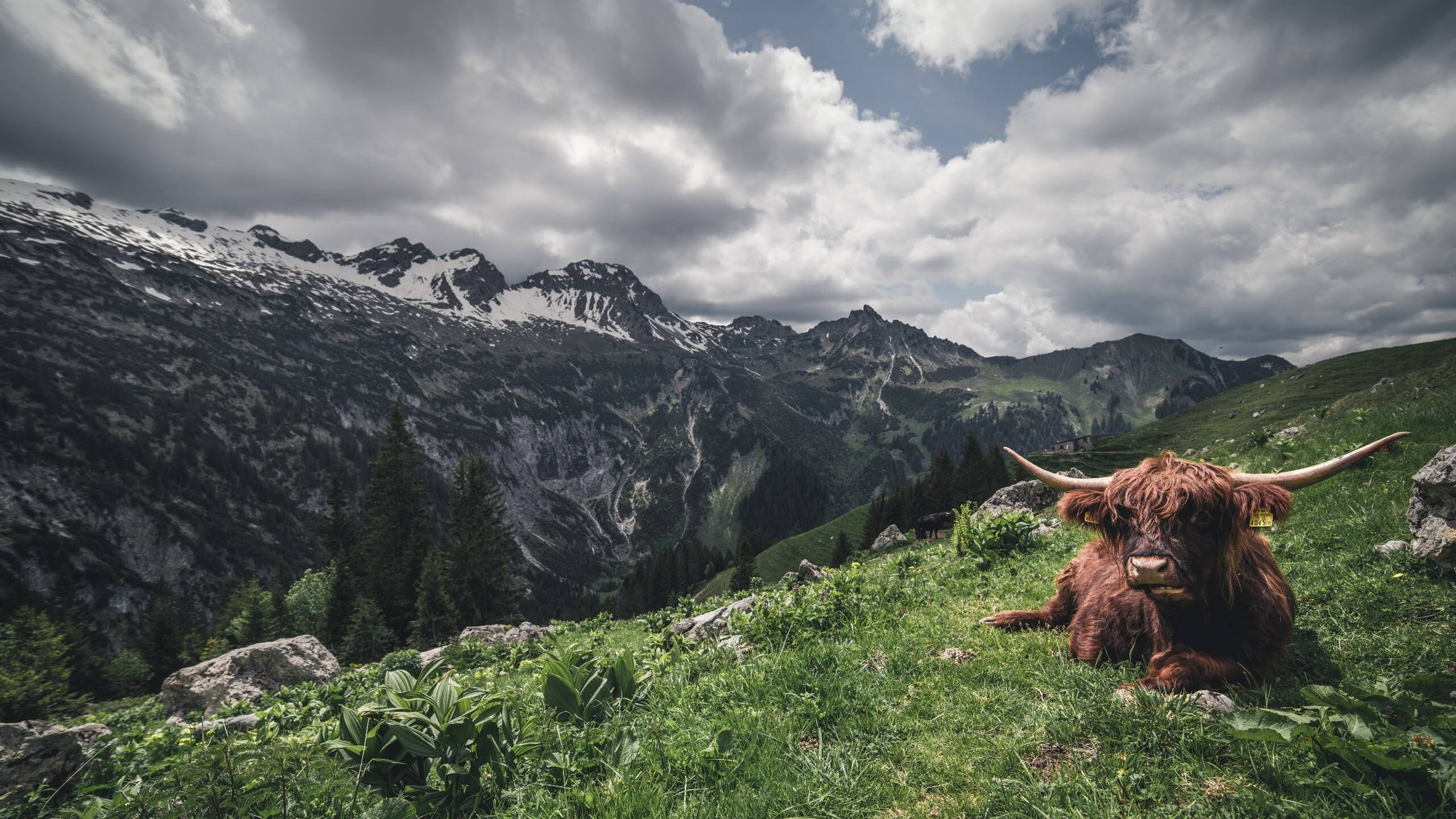 篮球运动队战术沟通机制分析,篮球联赛战术