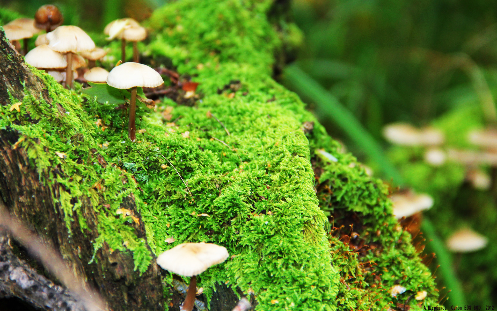 100米自由泳冠军划频低于均值却胜出?,自由泳百米冠军