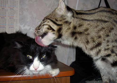 开云体育保障-中国三人女篮积极调整战术 配合更加默契，中国三人女篮百度百科