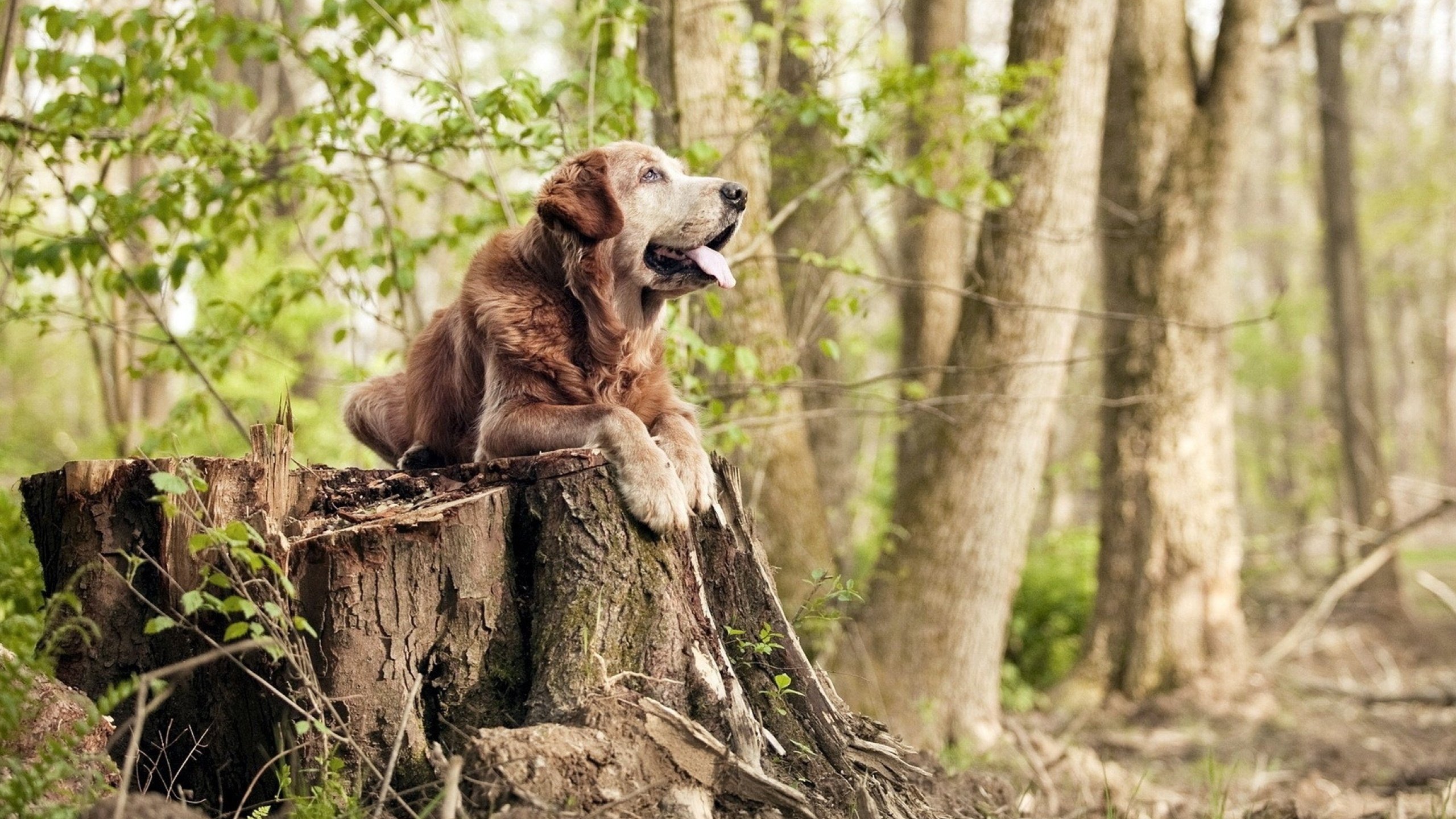 五大联赛是否通过间断节奏控制比赛情绪主导权,五大联赛激烈程度